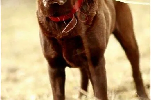 Makler - młody, czekoladowy labrador :), warmińsko-mazurskie Olsztyn
