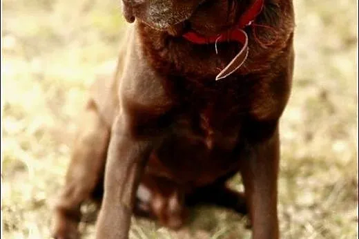 Makler - młody, czekoladowy labrador :),  warmińsk