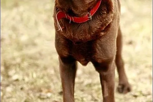Makler - młody, czekoladowy labrador :),  warmińsk