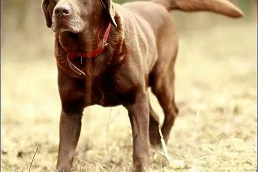 Makler - młody, czekoladowy labrador :),  warmińsk