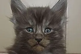 Maine Coon kocurek ns rodowód Fpl