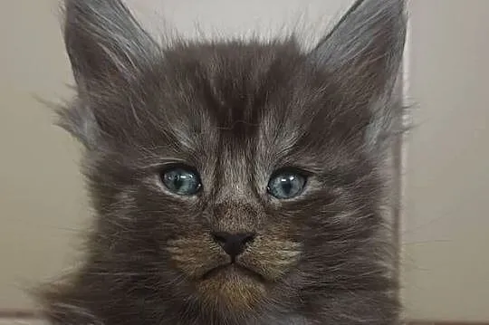 Maine Coon kocurek ns rodowód Fpl