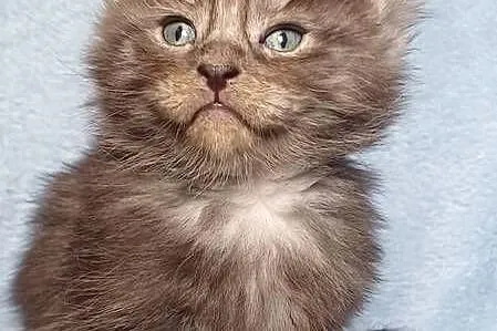 Maine Coon kocurek ns rodowód Fpl, Małopolskie, Olkusz