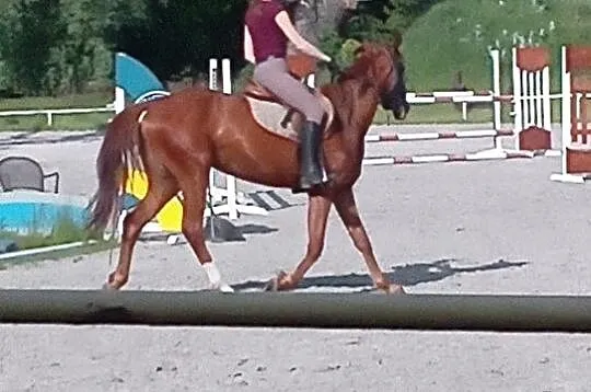 Wypożyczę pod jazdy, Wielkopolskie, Śrem