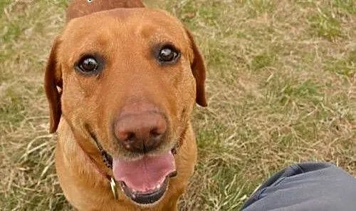 Sympatyczny i pozytywny HEKTOR w typie Labradora ,
