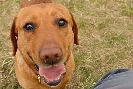 Sympatyczny i pozytywny HEKTOR w typie Labradora ,