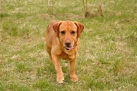 Sympatyczny i pozytywny HEKTOR w typie Labradora ,