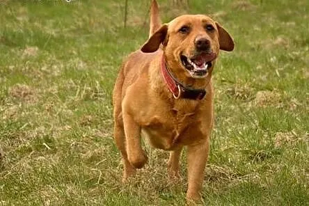 Sympatyczny i pozytywny HEKTOR w typie Labradora ,
