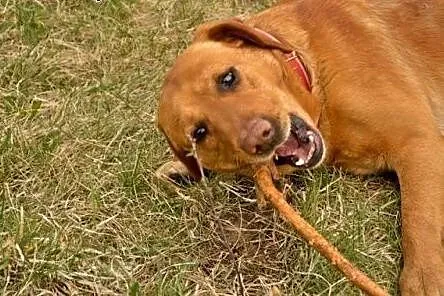 Sympatyczny i pozytywny HEKTOR w typie Labradora ,