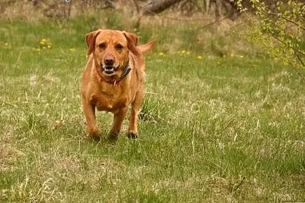 Sympatyczny i pozytywny HEKTOR w typie Labradora ,