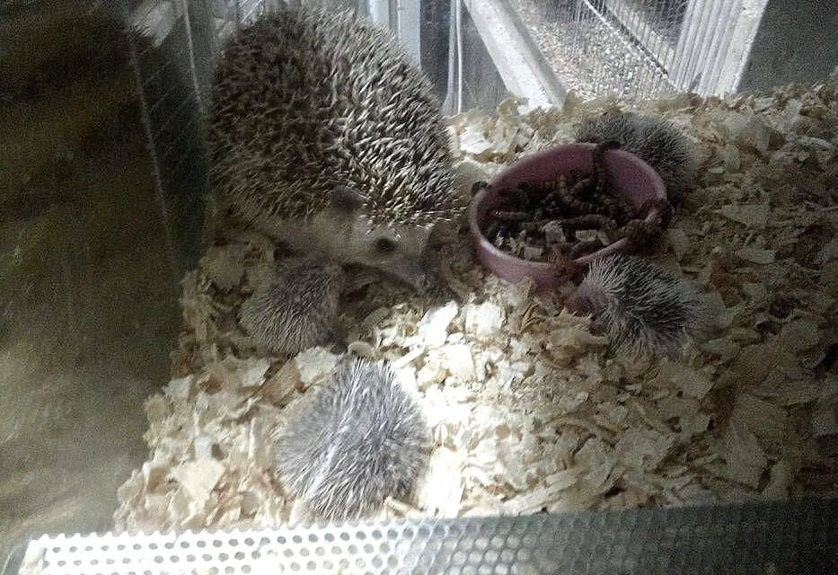 Jeż Pigmejski Ośmiotygodniowe, Śląskie, Bytom