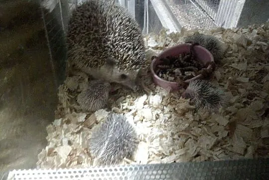 Jeż Pigmejski Ośmiotygodniowe, Śląskie, Bytom