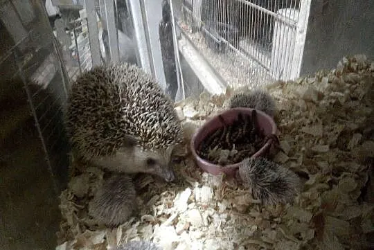 Jeż Pigmejski Ośmiotygodniowe, Śląskie, Bytom