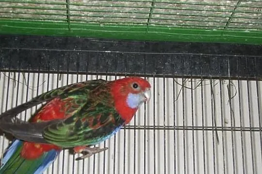Rozella