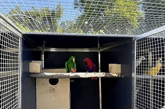 Lory