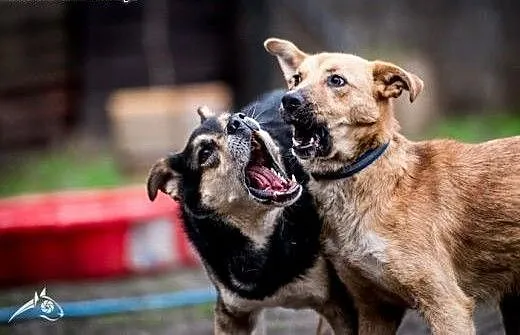 LORI-piękna psinka do adopcji!, małopolskie Krakó
