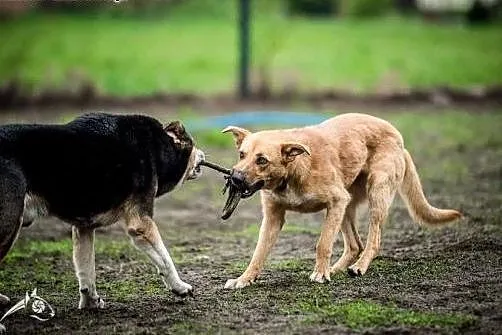 LORI-piękna psinka do adopcji!,  małopolskie Krakó