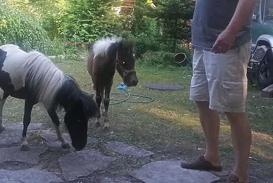 Koń miniaturowy 79 cm - AMHA 50% - klacz – jak Falabella