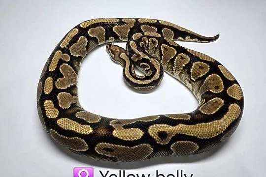 Pyton królewski dorosła samica yellow belly