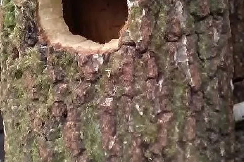 Budka lęgowa naturalny pień, Bochnia