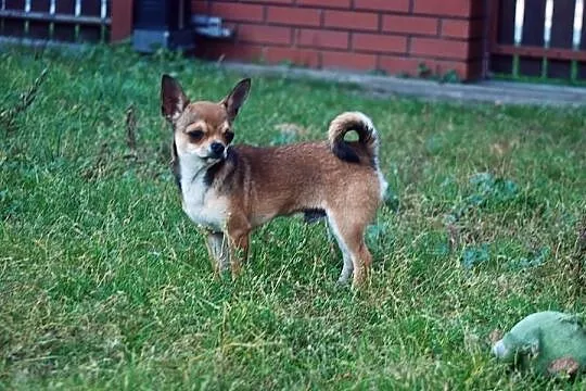 Chihuahua - Śliczny piesek ZKwP (FCI) !