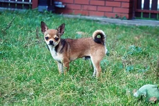 Chihuahua - Śliczny piesek ZKwP (FCI) !