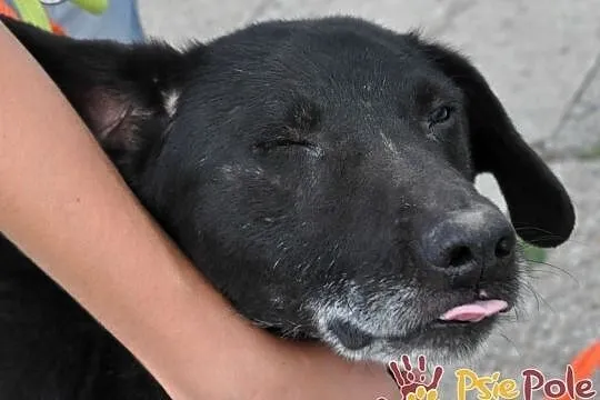 DZIADZIUŚ - Bardzo zaniedbany starszy niewidomy piesek prosi o dobry dom, adopcja, Małopolskie, Kraków