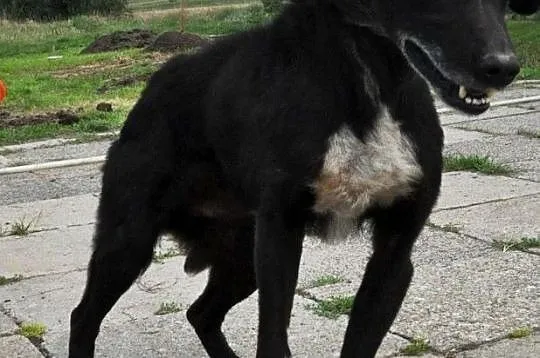 DZIADZIUŚ - Bardzo zaniedbany starszy niewidomy piesek prosi o dobry dom, adopcja, Małopolskie, Kraków