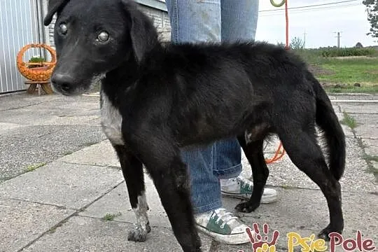 DZIADZIUŚ - Bardzo zaniedbany starszy niewidomy piesek prosi o dobry dom, adopcja, Małopolskie, Kraków