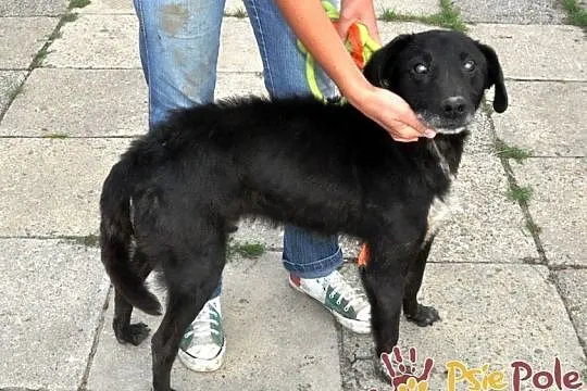 DZIADZIUŚ - Bardzo zaniedbany starszy niewidomy piesek prosi o dobry dom, adopcja, Małopolskie, Kraków