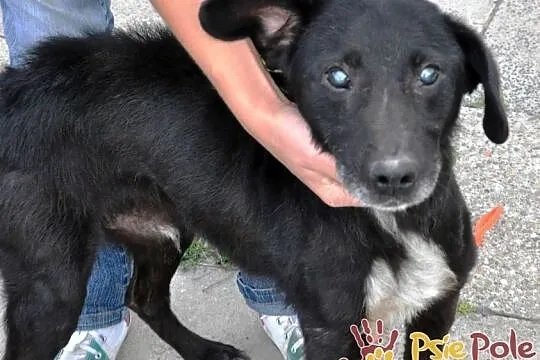 DZIADZIUŚ - Bardzo zaniedbany starszy niewidomy piesek prosi o dobry dom, adopcja, Małopolskie, Kraków