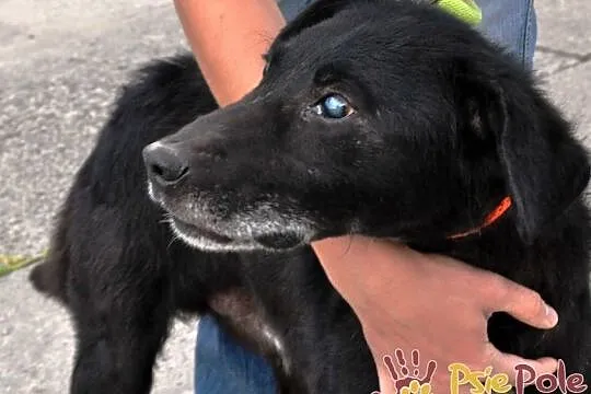DZIADZIUŚ - Bardzo zaniedbany starszy niewidomy piesek prosi o dobry dom, adopcja, Małopolskie, Kraków