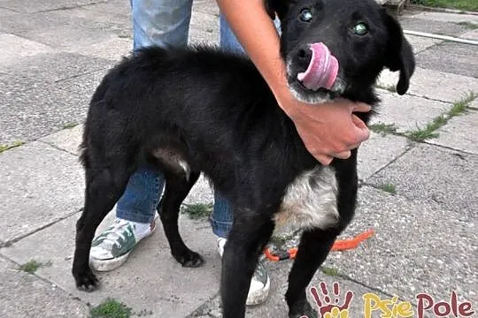 DZIADZIUŚ - Bardzo zaniedbany starszy niewidomy piesek prosi o dobry dom, adopcja, Małopolskie, Kraków