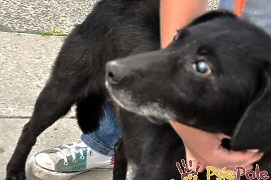 DZIADZIUŚ - Bardzo zaniedbany starszy niewidomy piesek prosi o dobry dom, adopcja, Małopolskie, Kraków