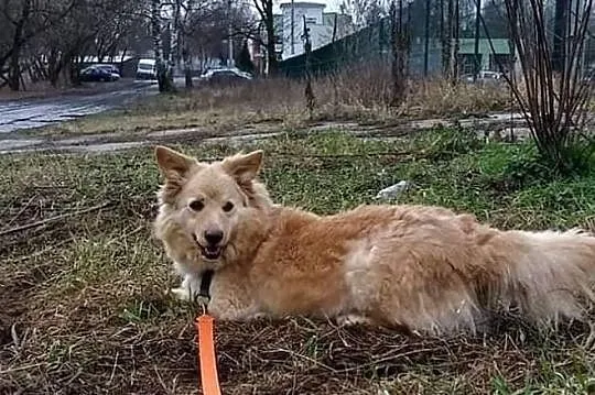 Reksio szuka kochającego domku, Łódzkie, Tomaszów Mazowiecki