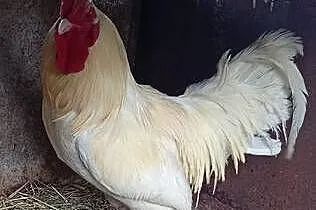 Kogut,papugi faliste, Małopolskie, Nowy Sącz