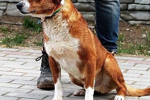 NEON młody, grzeczny, łagodny piesek szuka DOMU,  