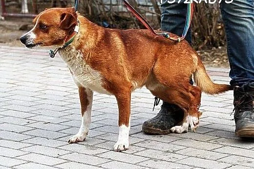 NEON młody, grzeczny, łagodny piesek szuka DOMU,  