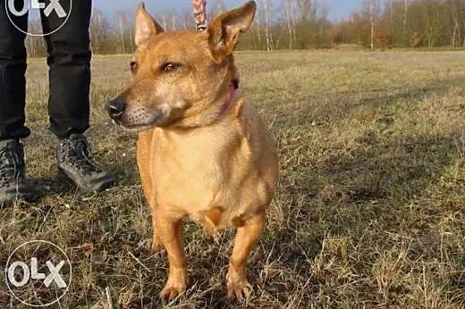 Batmanek błaga o dom !!!,  śląskie Dąbrowa Górnicza