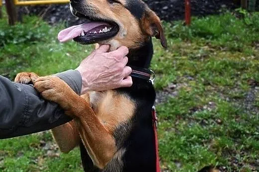 Elvis &#8211; dwulatek do adopcji,  śląskie So