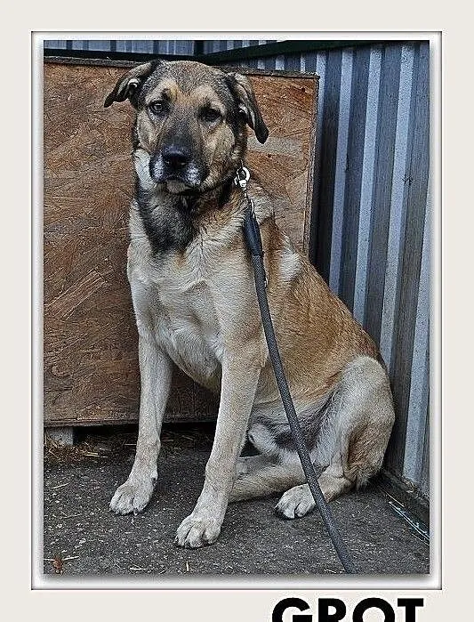 GROT,40kg,duży,młody,czujny,stróżujący,szczepiony pies.ADOPCJA, Mazowieckie, Warszawa