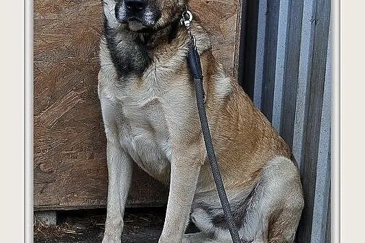 GROT,40kg,duży,młody,czujny,stróżujący,szczepiony pies.ADOPCJA, Mazowieckie, Warszawa