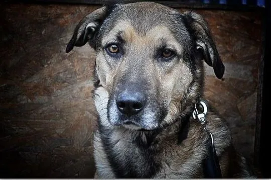 GROT,40kg,duży,młody,czujny,stróżujący,szczepiony pies.ADOPCJA, Mazowieckie, Warszawa