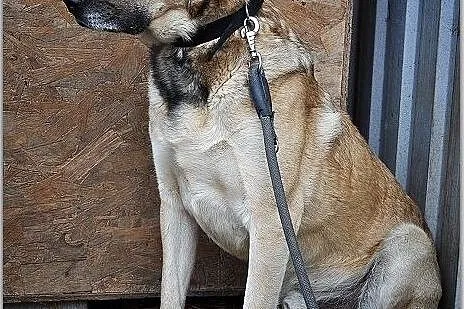 GROT,40kg,duży,młody,czujny,stróżujący,szczepiony pies.ADOPCJA, Mazowieckie, Warszawa