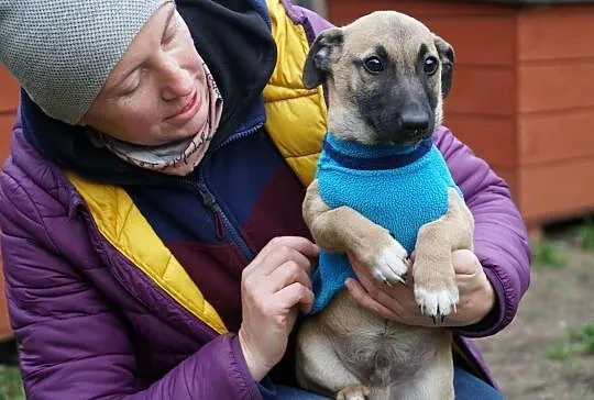 Mały psiak Muszu szuka domu.
