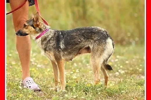 10 kg,filigranowa sarenka,młoda 1,5 roczna kanapow