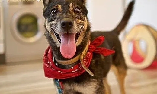 Może być cały Twój! Adoptuj Bastera :), lubelskie