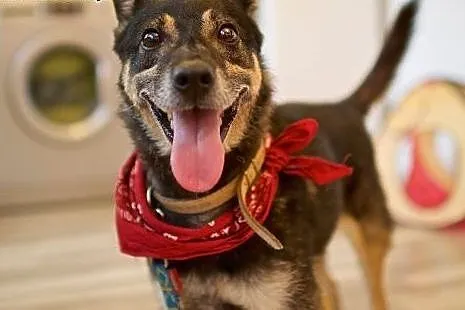 Może być cały Twój! Adoptuj Bastera :),  lubelskie