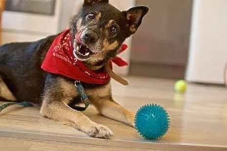 Może być cały Twój! Adoptuj Bastera :),  lubelskie