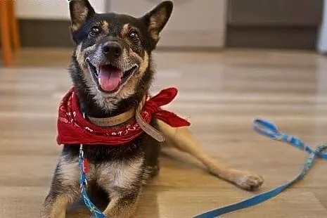 Może być cały Twój! Adoptuj Bastera :),  lubelskie